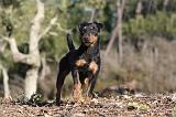 JAGDTERRIER ALLEMAND 078